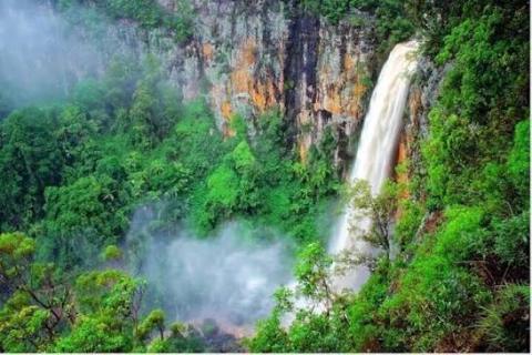 Purling Brook Falls dropping through rainforest in the Gold Coast hinterland