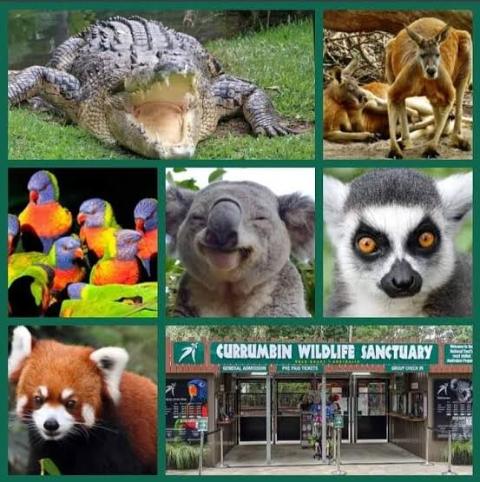 Koalas, kangaroos, lorikeets and the entrance gate at Currumbin Wildlife Sanctuary